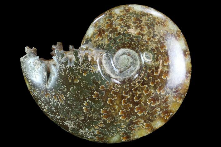 Polished, Agatized Ammonite (Cleoniceras) - Madagascar #97256